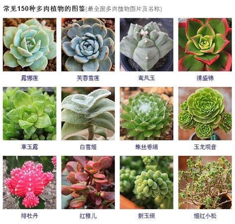 多肉名稱查詢|100種常見多肉植物圖鑑